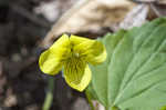 Downy yellow violet